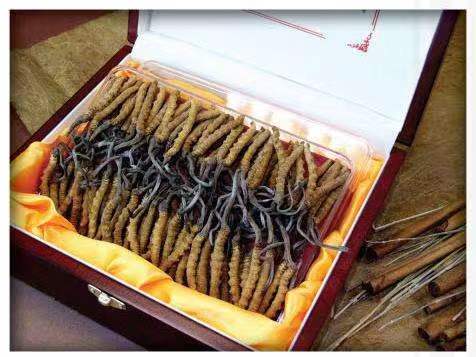 五营冬虫夏草回收